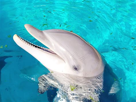 Bottlenose Dolphin | Marineland