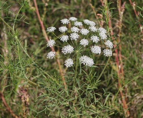 Ammi majus (Bishop's Weed, False Queen Anne's Lace, Greater Ammi ...