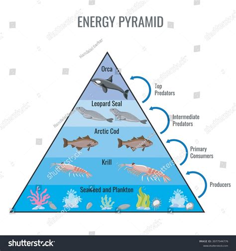 Sea Otter Food Chain Pyramid