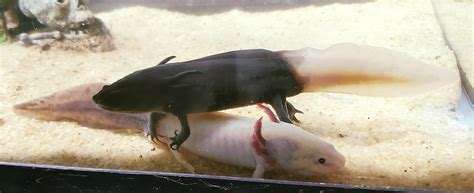 The Ethics of "Firefly" Axolotls