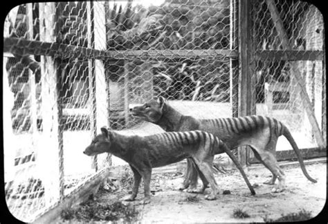 Tasmanian Tiger Facts | Tasmanian Tiger Habitat & Diet