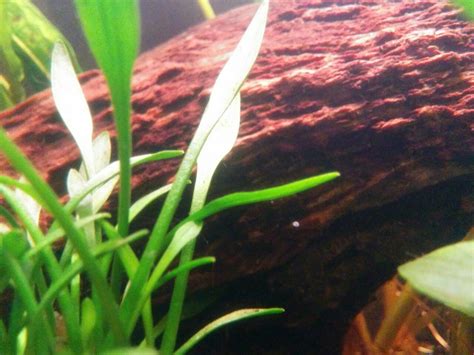 Is this a freshwater limpet? - The Planted Tank Forum