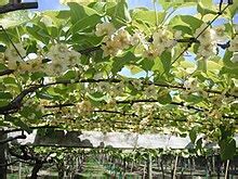 Kiwi Fruit Tree Flower | Fruit Trees