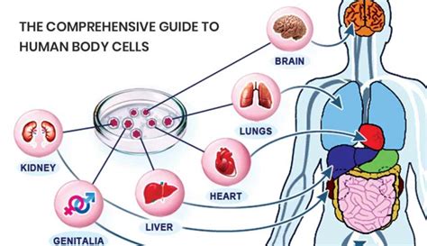 The Largest Cell in the Human Body - GK360