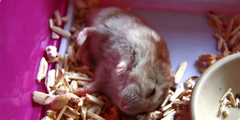 3 Major Reasons Why Hamsters Hibernate (and What to Do)