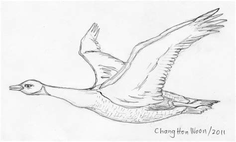 How To Draw A Flying Goose Sketch Coloring Page