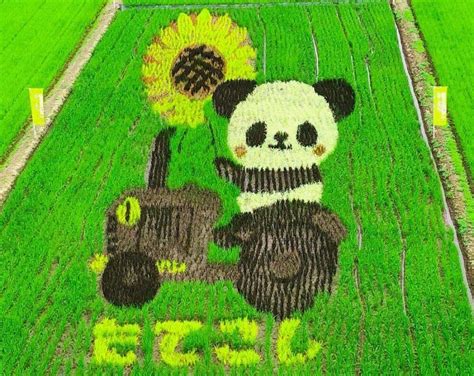 Rice Paddy Art: A Sustainable Way to Celebrate Nature