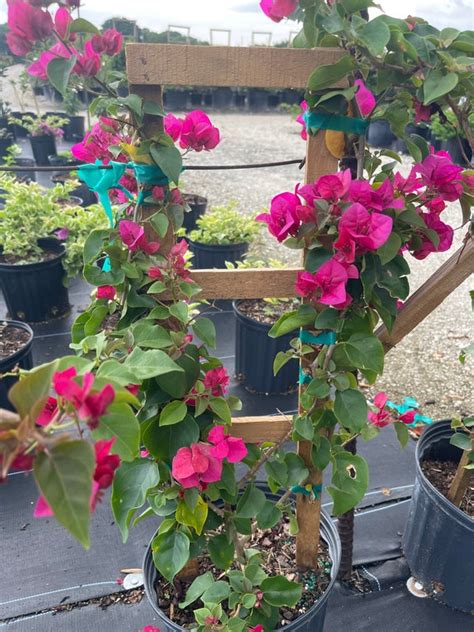 Bougainvillea Trellis Wall