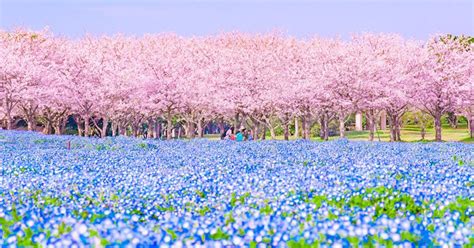 Gorgeous Japanese Landscape Photography Showcases "Spring Stripe"