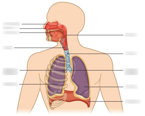 Respiratory System, 11.2 Respiratory system Diagram | Quizlet