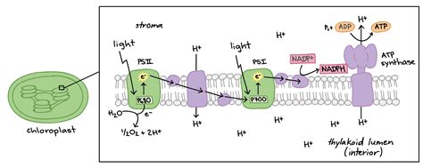 Cellular Respiration Steps And Location