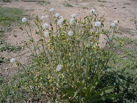 Common Groundsel