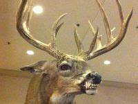 35 Animal mounts ideas | taxidermy, taxidermy mounts, deer mounts