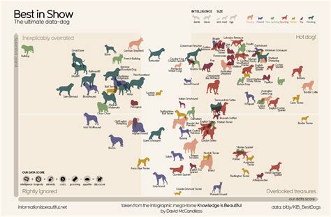 Data-crunching determines best dog breed ever: the border collie. What else do you want to know ...