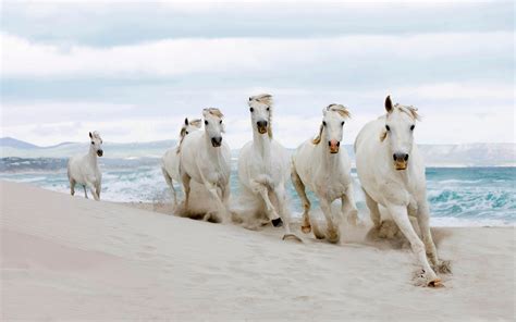 White Wild Horses The Sea Beach Hd Wallpapers : Wallpapers13.com