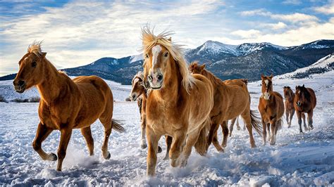 Fonds d'ecran 1920x1080 Cheval Neige Courir Troupeau Animaux ...