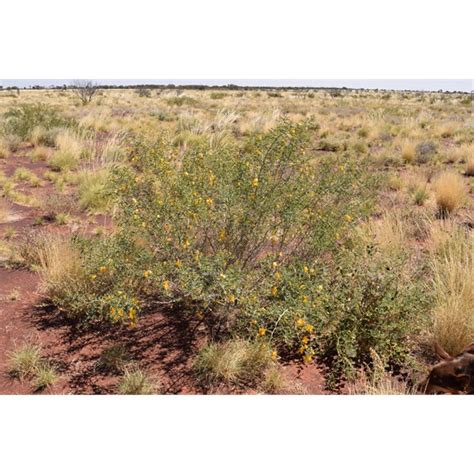 Some plants from the Gibson Desert Nature Reserve