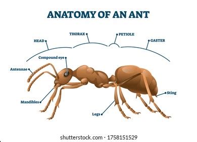 19,492 Ant Draw Images, Stock Photos, 3D objects, & Vectors | Shutterstock