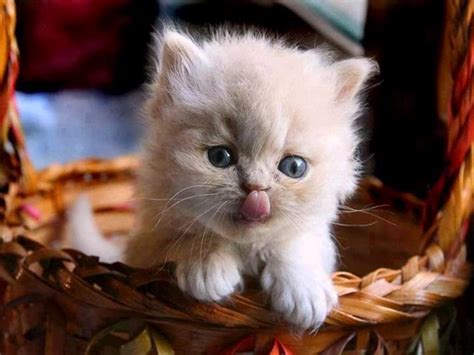 CUCCIOLI DI GATTO 1: bellissime immagini di teneri gattini