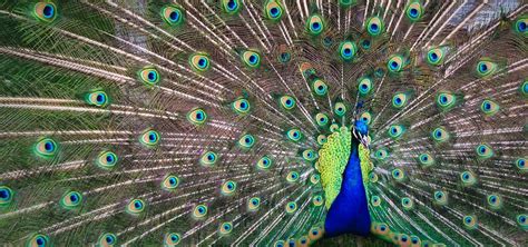 Pet Peacock Tips: What to Know Before Buying Peafowl