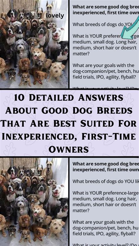 10 detailed answers about good dog breeds that are best suited for inexperienced first time ...