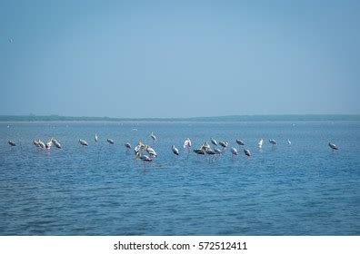 1,544 Pulicat Lake Images, Stock Photos, 3D objects, & Vectors | Shutterstock