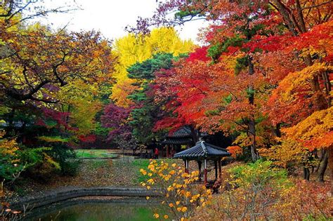 Autumn park, forest, fall, autumn, lovely, colors, bonito, park, trees, foliage, HD wallpaper ...