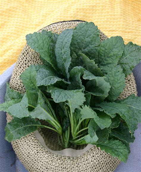 Lacinato Kale (Organic) | Seedway