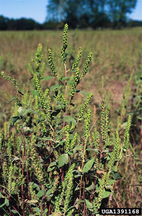 annual marshelder (Iva annua)