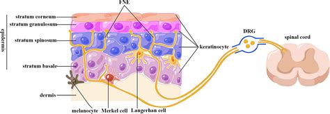 Frontiers | Emerging roles of keratinocytes in nociceptive transduction ...