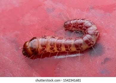 Closeup Shot Cerambycidae Jewel Beetle Larvae Stock Photo (Edit Now ...