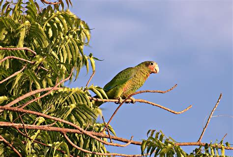 Cayman Brac Parrot | Sean Smith | Flickr