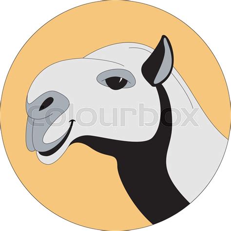 Camel head vector illustration, ... | Stock vector | Colourbox