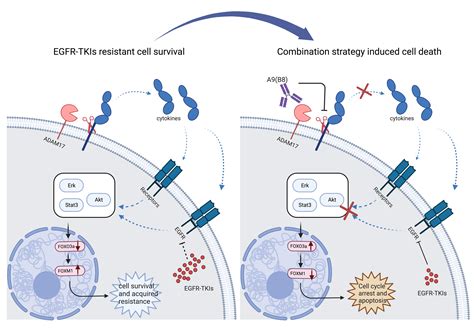 UM’s new progress in overcoming drug (EGFR-TKI) resistance in non-small ...