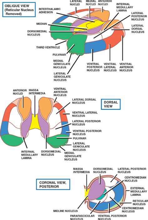 Thalamus | Neupsy Key