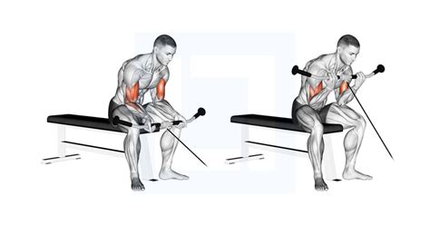 Cable Seated Curl - Guide, Benefits, and Form