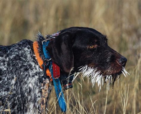 Dogs and Porcupines: Quill Removal, First-Aid, and Training