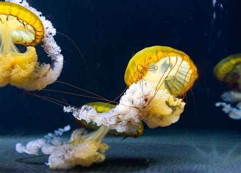 Close-Up Photo of Jellyfish · Free Stock Photo