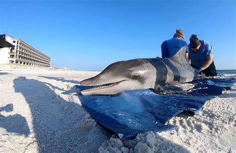 261 bottlenose dolphins have washed dead up along the Gulf Coast since ...