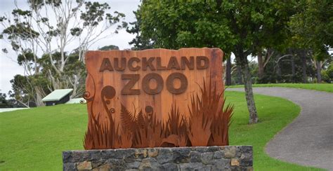 See a Kiwi at the Auckland Zoo - Languages International