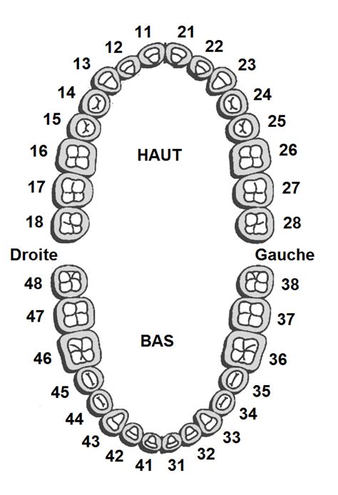 Numérotation des dents et quadrants - Dentiste St-Lambert - Concept Dentaire Rive-Sud