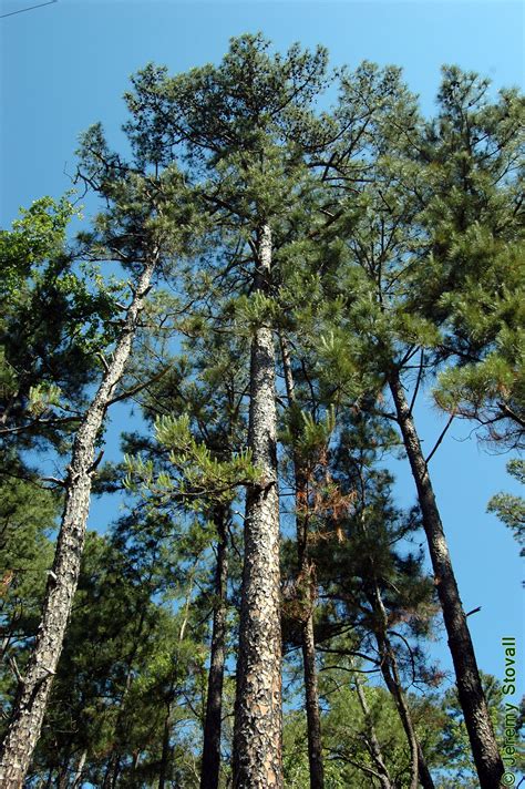 50 Shortleaf pine Tree Seeds Pinus echinata | Etsy