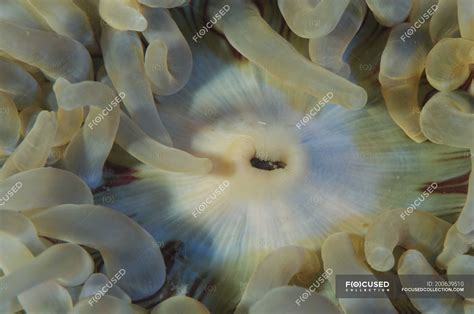 Closeup view of sea anemone mouth — day, Hexacorallia - Stock Photo | #200639510