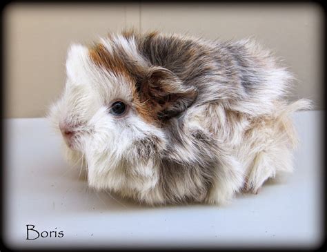 All Things Guinea Pig: Fluffy Baby Boris