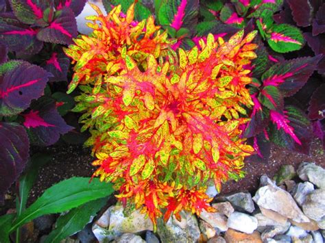 Coleus: Plant Care and Collection of Varieties - Garden.org