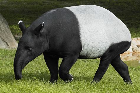 Malayan Tapir | Valerie | Flickr