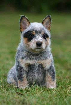 Blue Tick Heelers - Google Search | Australian cattle dog, Animali ...