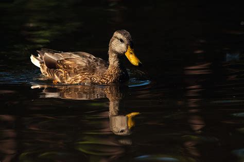 Duck Reflection Photograph by Karol Livote - Fine Art America