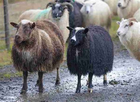 Icelandic Sheep - World's Finest Wool