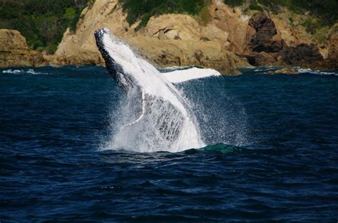 Whale Watching Photos - Narooma Charters